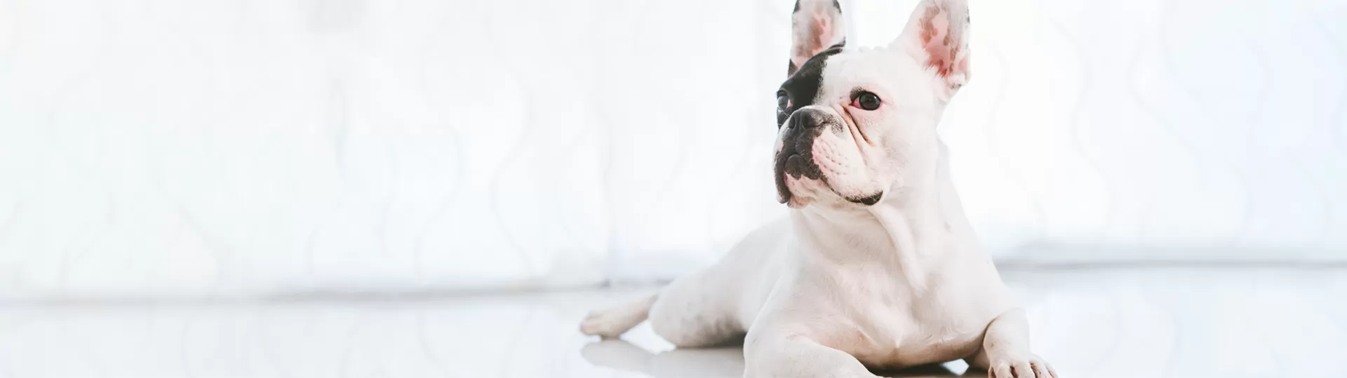 French-bulldog for rescue