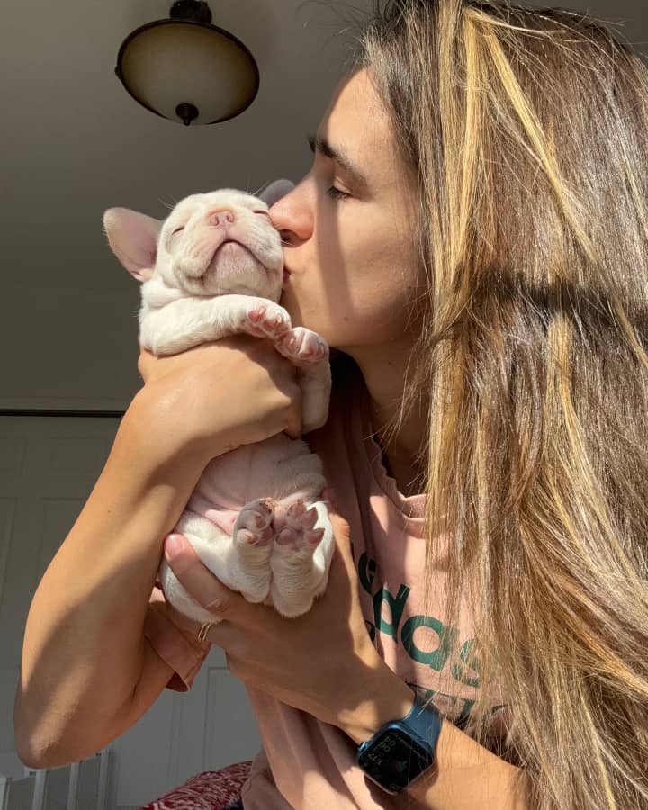 french bulldog avalaible captured moment