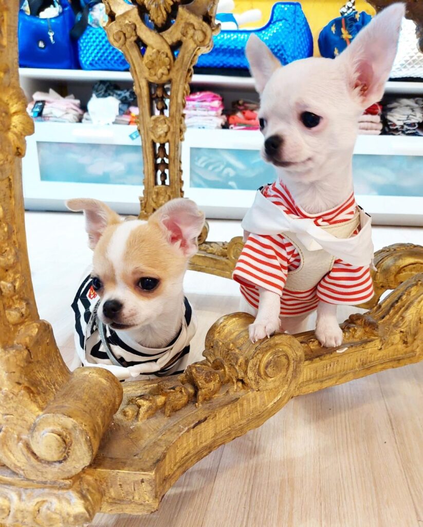 Responsible Teacup Chihuahua Breeder Puppies for Sale: How to Choose Wisely