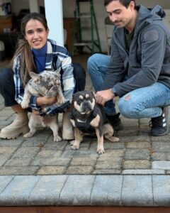 beautiful french bulldogs