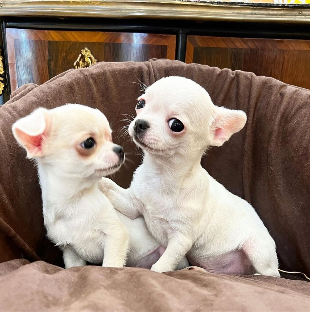 Teacup Chihuahua Puppies with Health Guarantee: What Every New Owner Should Know